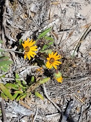 Asteraceae