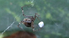 Neoscona orizabensis