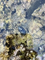 Mytilus californianus