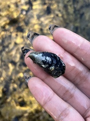 Mytilus californianus