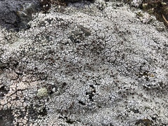 Lecanora argopholis