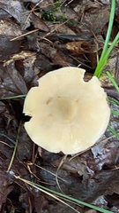 Amanita bisporigera