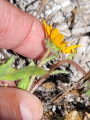 Asteraceae