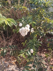 Spiraea cantoniensis