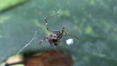 Neoscona orizabensis