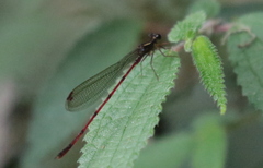 Oxyallagma dissidens