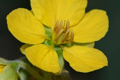 Senna pilosior