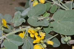 Senna pilosior