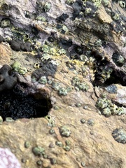 Balanomorpha