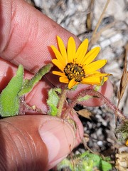 Asteraceae