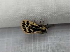 Ardices curvata
