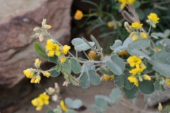 Senna pilosior