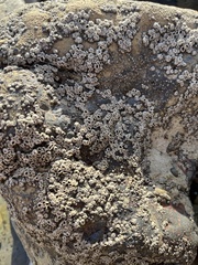 Balanomorpha