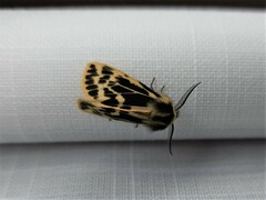 Ardices curvata