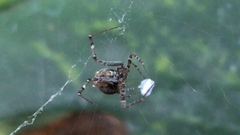 Neoscona orizabensis