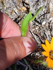 Asteraceae