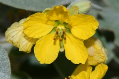 Senna pilosior