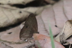 Hermeuptychia harmonia