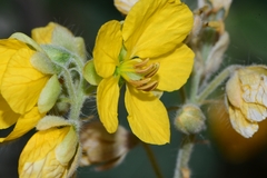 Senna pilosior