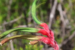 Anigozanthos manglesii