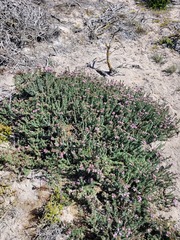 Limonium