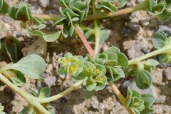 Tidestromia carnosa
