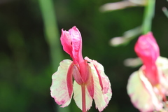 Lechenaultia linarioides