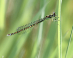 Coenagrion resolutum