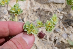 Tidestromia carnosa