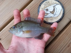 Lepomis punctatus