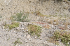 Tidestromia carnosa