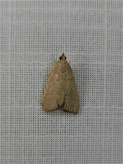 Hypsopygia albidalis