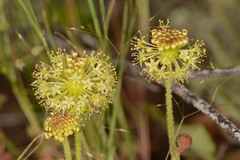 Hydrocotyle laxiflora