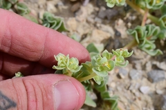 Tidestromia carnosa