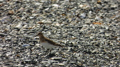 Calidris bairdii