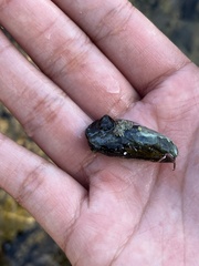 Mytilus californianus