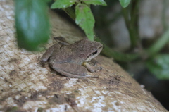Pristimantis w-nigrum