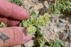 Tidestromia carnosa