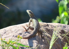 Sceloporus dugesii
