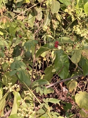 Cissus verticillata