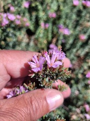 Limonium