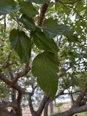Morus nigra