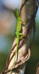 Anolis chloris