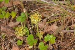 Hydrocotyle laxiflora