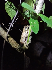 Trachycephalus typhonius