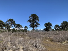 Araucaria araucana