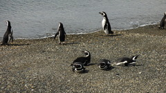 Spheniscus magellanicus