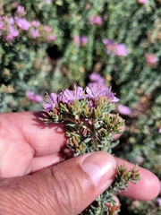 Limonium
