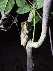 Trachycephalus typhonius