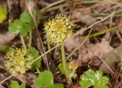 Hydrocotyle laxiflora